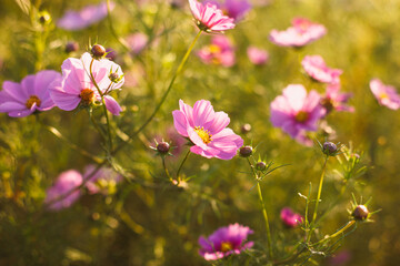 Fototapeta premium 秋桜