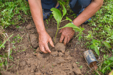 Plant a tree