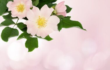 Pink flowers of wild rose on soft background
