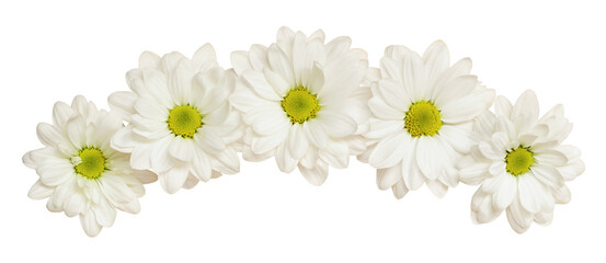 White chrysanthemum flowers in a floral curve isolated