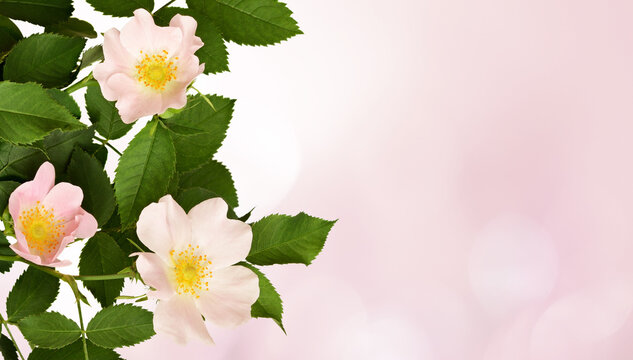Wild rose flowers in a border arrangement on pink background