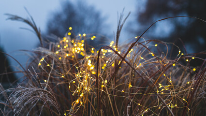 Little light decoration in frozen grasses in a garden in winter - Christmasdecoration