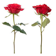 Naklejka premium Rose flower stems isolated on transparent background