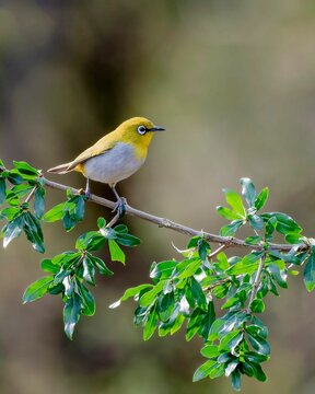 Vertical close-up shot of chestnut-flanked white-eye sitting on a tree branch
