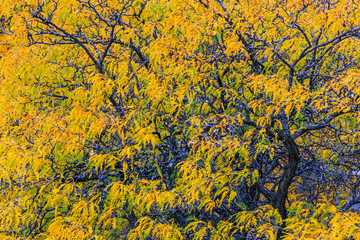 close up pattern of autumn leaves on a tree turning yellow