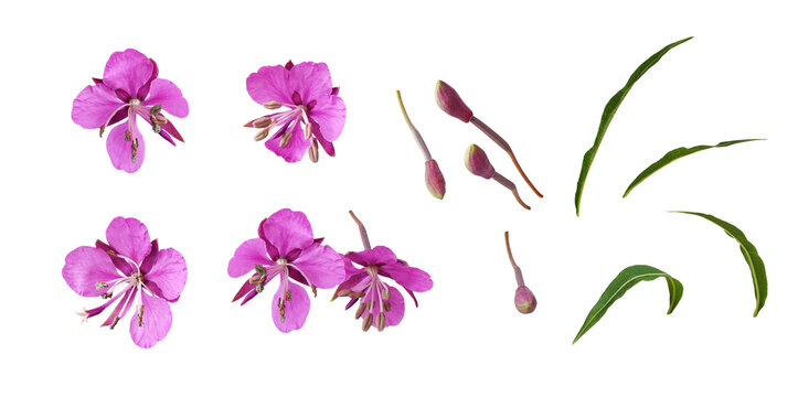 Set of pink epilobium flowers, buds and green leaves isolated