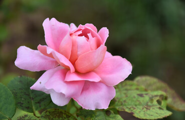 rose flower on pink blur background rose flower in the natural rose garden