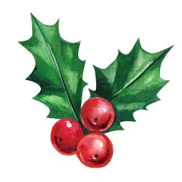 holly on isolated white background, watercolor illustration.