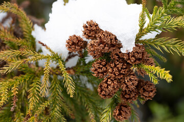 cypress cones seeds branches thuja cones needles seeds and snow, winter, coniferous background