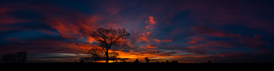 Panorama silhouette tree in africa with sunset.Tree silhouetted against a setting sun.Dark tree on open field dramatic sunrise.Typical african sunset with acacia trees in Masai Mara, Kenya