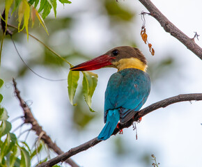 Stork-billed kingfisher