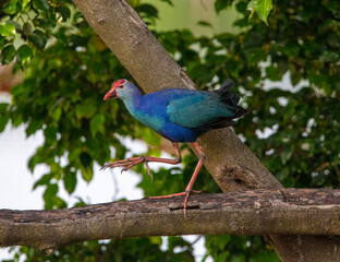 Purple swamp hen