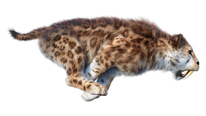 Obraz premium 3D Rendering Sabertooth Tiger on White