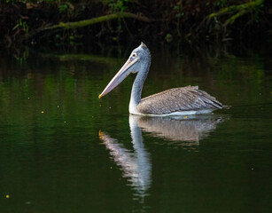 Spotted bill pelican 