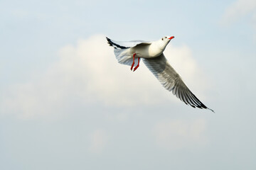 seagull in flight