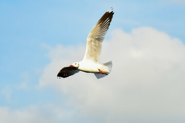 seagull in flight