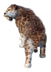 3D Rendering Sabertooth Tiger on White
