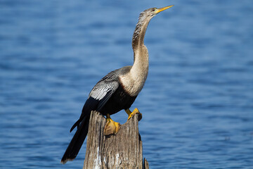 Anhinga perched on dead stump in pond