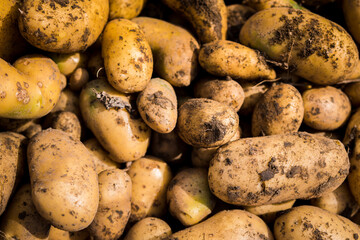 Pommes de terre en vrac