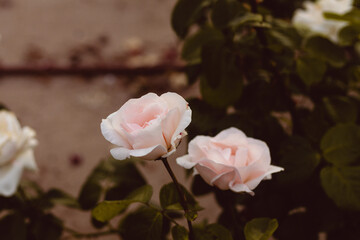 Flores blancas rosadas