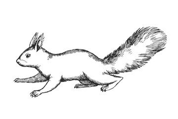 Vector hand drawn illustration of squirrel isolated on white background. Sketch of forest animal in engraving style. © mashikomo