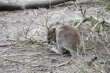 Kangourou, wallaby