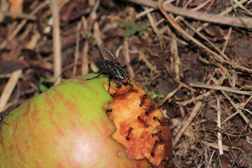 sarcophaga carnaria fly macro photo