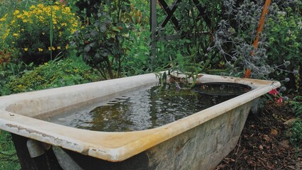 Drops of Water Dripping into Old Cast Iron Bathtub used as Garden Reservoir for Collecting Rainwater