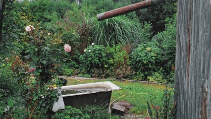 Drops of Water Dripping into Old Cast Iron Bathtub used as Garden Reservoir for Collecting Rainwater