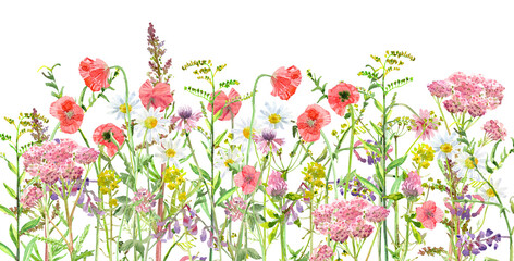 border of beautiful meadow flowers. watercolor painting. png