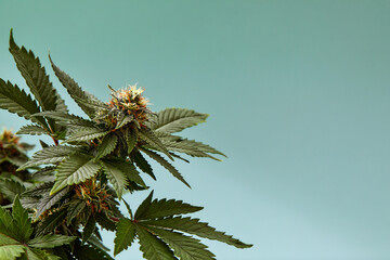 Macro a cannabis flower with the formula THC CBD CBN, CBD Chemical Formula. Concept of herbal alternative medicine, cbd oil, pharmaceutical industry. - obrazy, fototapety, plakaty