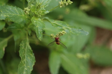 Hoverfly Sitting on Plant