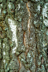Close-up of the bark of a tree in soft focus at high magnification. Cracks with germinating moss on a old birch. Background for slide or book cover