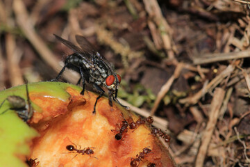 sarcophaga carnaria fly macro photo