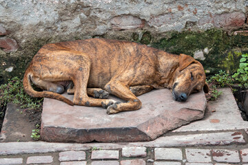 Abandoned dog cur lying on the ground.