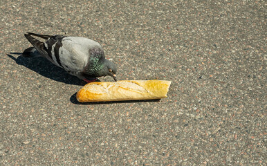 Sweden, Stockholm - July 17, 2022: Closeup, Pigeon eats baguette bread on Skeppsbron quay. 