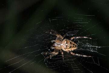 agelena labyrinthica spider macro photo