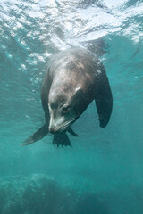 Obraz premium sea lion in the water