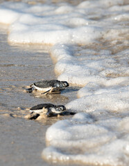 turtles on the beach