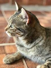 portrait of a cat