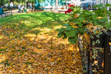 Behind the green geranium leaves of a street restaurant on the ground in a city park lie golden autumn leaves in the rays of sunlight, autumn city background