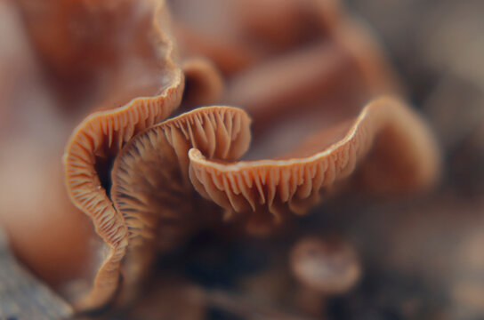 Close-up of fungus on field