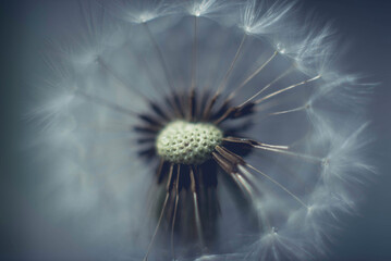 Close-up of dandelion