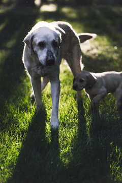 High Angle View Of Dog And Puppy Standing On Grassy Field