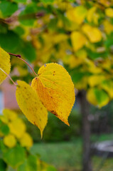 closeup on yellow leaves tree branches autumn