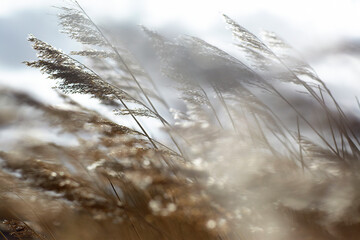 Close-up of reeds growing at beach
