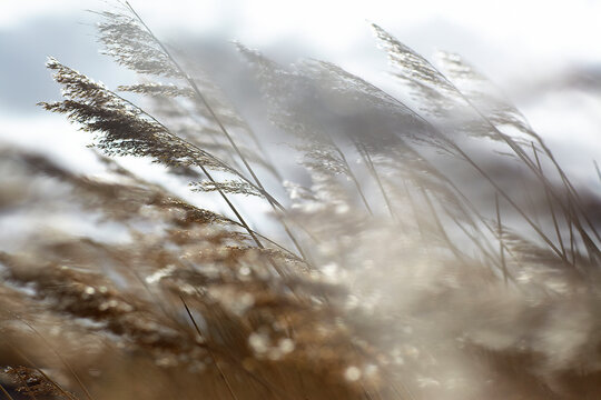 Close-up of reeds growing at beach