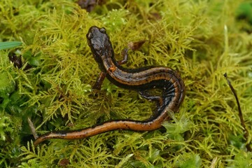 Closeup shot of a western red-backed salamander (Plethodon vehiculum)