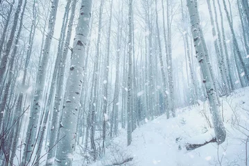 Foto op Canvas Aspen Tree Grove in de bergen van Colorado tijdens een besneeuwde winterdag. Vakantie landschapsscène. Winter vakantie wenskaart kunst. © Emily Kent