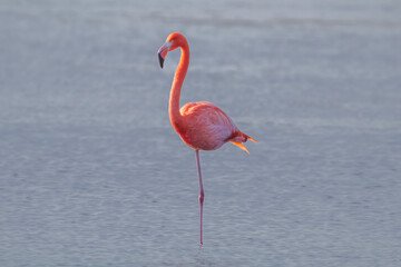 Flamingo standing on one leg
